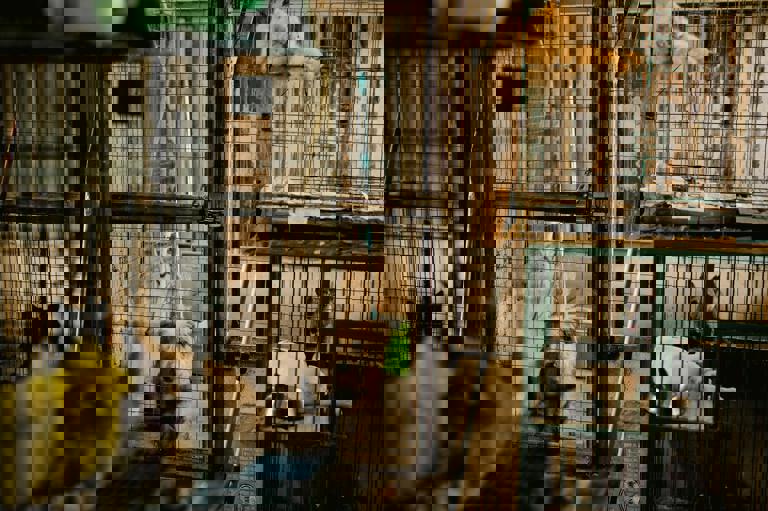 Apertura de un refugio temporal para mascotas abandonadas tras la temporada estival